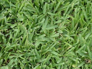 Ultimate Guide To St. Augustine Grass Seed