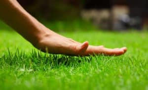 Homemade (Organic) Lawn Fertilizer Recipes