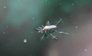 How To Keep Mosquitoes Out Of Rain Barrels
