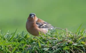 How To Keep Birds From Eating Grass Seed