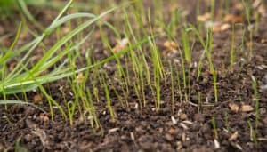 What Temperature Does Grass Seed Need to Germinate