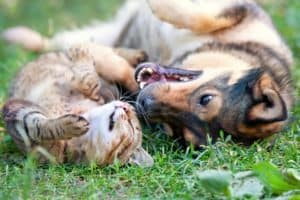 Is Bayer Advanced Complete Insect Killer Safe For Pets