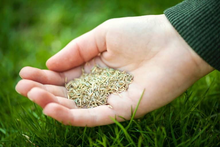 How Long Can Grass Seed Be Stored? Obsessed Lawn