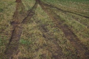 How To Fix Grass That Has Been Driven On And Damaged | Obsessed Lawn ...