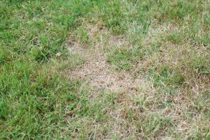 What Does Bleach Do To Grass? | Obsessed Lawn & Garden