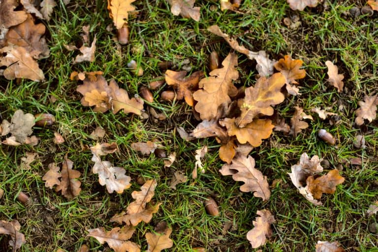 Will A Lawn Sweeper Pick Up Walnuts, Acorns, Or Pine Needles