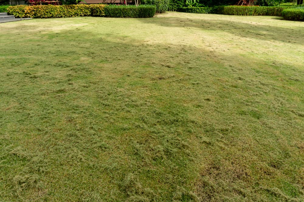 Why Is My Zoysia Grass Dying Obsessed Lawn Why Is My Zoysia Grass Dying Obsessed Lawn