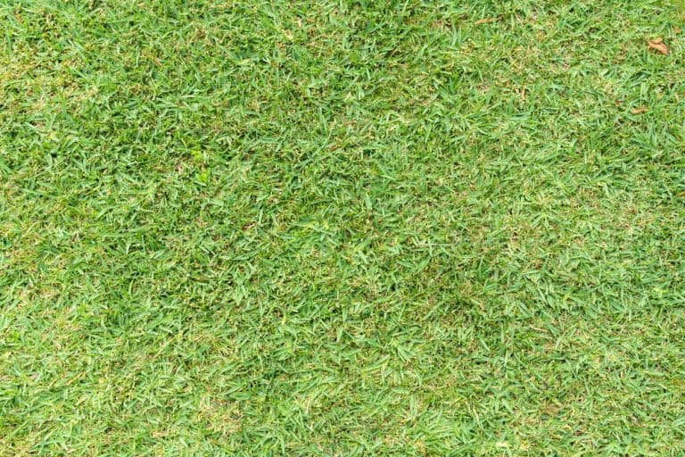 What Causes St. Augustine Grass To Turn Yellow? Obsessed Lawn