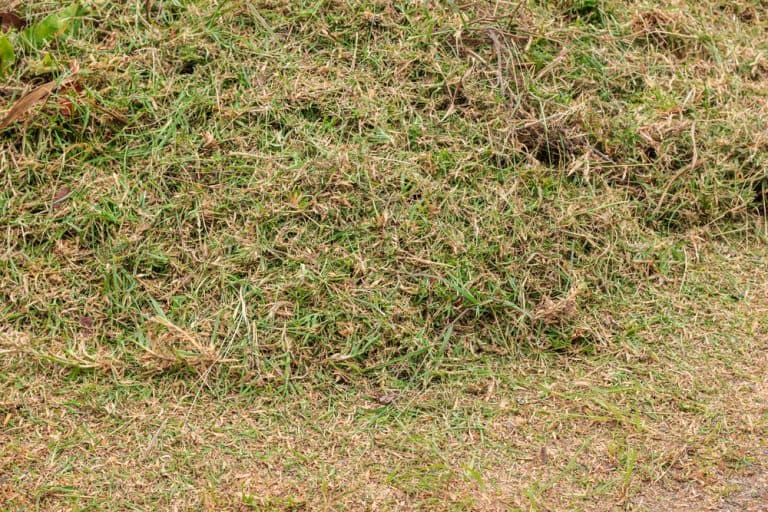 How Long Does It Take For Grass Clippings To Obsessed Lawn