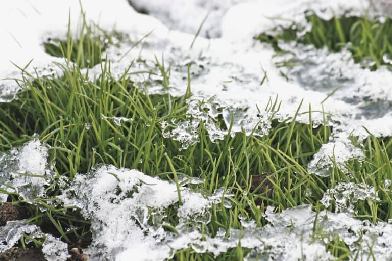 Will Grass Seed Germinate In Cold Weather? Obsessed Lawn