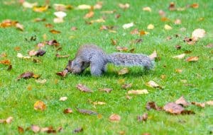 Do Squirrels Eat Grass Seed