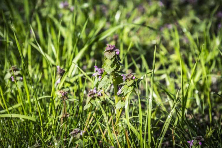 What Are The Weeds With Purple Flowers Called? Obsessed Lawn