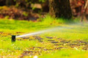Water New Grass Seed