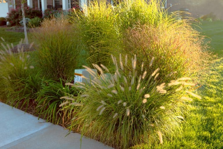 How To Dig Up Ornamental Grass Obsessed Lawn