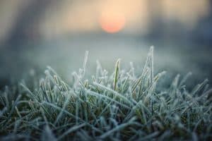 When Is It Too Cold To Water My Grass