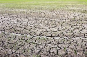 How Long Can Grass Seed Go Without Water