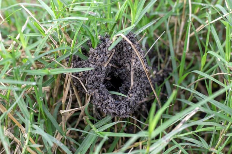 How To Get Rid Of Ant Holes In Your Yard Obsessed Lawn