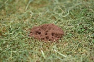 How To Get Rid Of Ant Holes In Your Yard