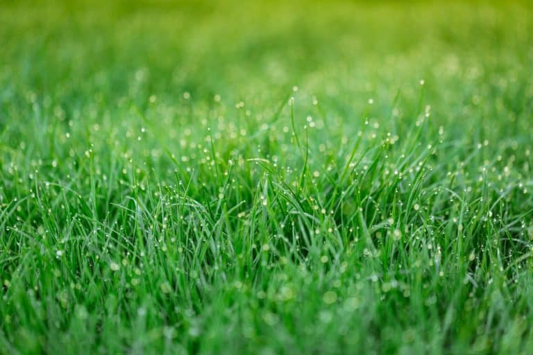 Why Is My Grass Different Shades Of Green? | Obsessed Lawn & Garden