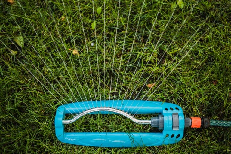 How Long Can Grass Seed Go Without Water? Obsessed Lawn