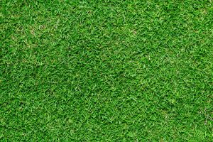 When Do You Aerate Bermuda Grass