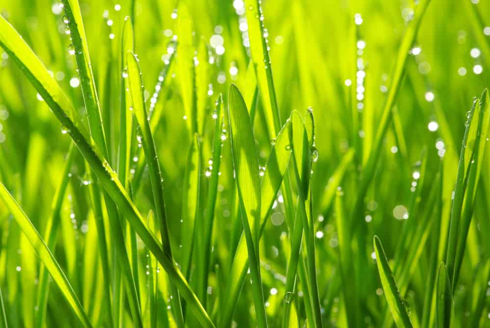 Can I Apply Fertilizer To Wet Grass Obsessed Lawn