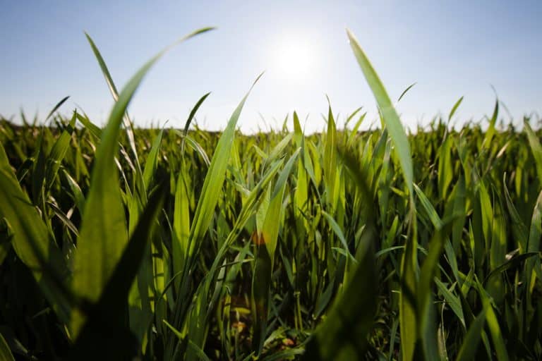 How To Make Grass Grow Slower Obsessed Lawn