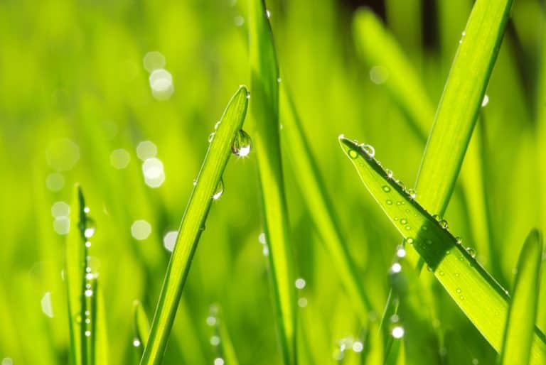 Cutting Wet Grass With An Electric Lawn Mower Obsessed Lawn
