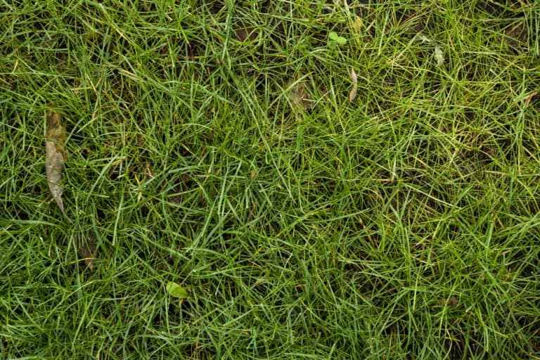 What Temperature Does Bermuda Grass Go Dormant? Obsessed Lawn