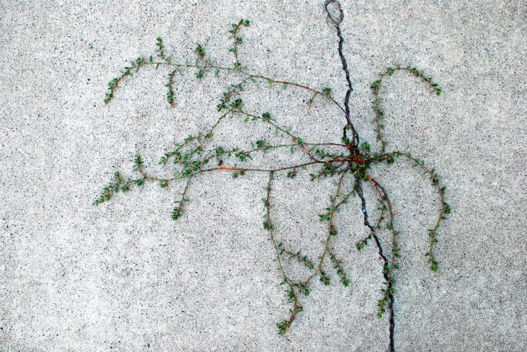 How To Stop Weeds From Growing In Driveway Cracks Obsessed Lawn