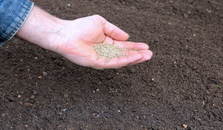 Should I Mix Grass Seed With Topsoil When Overseeding