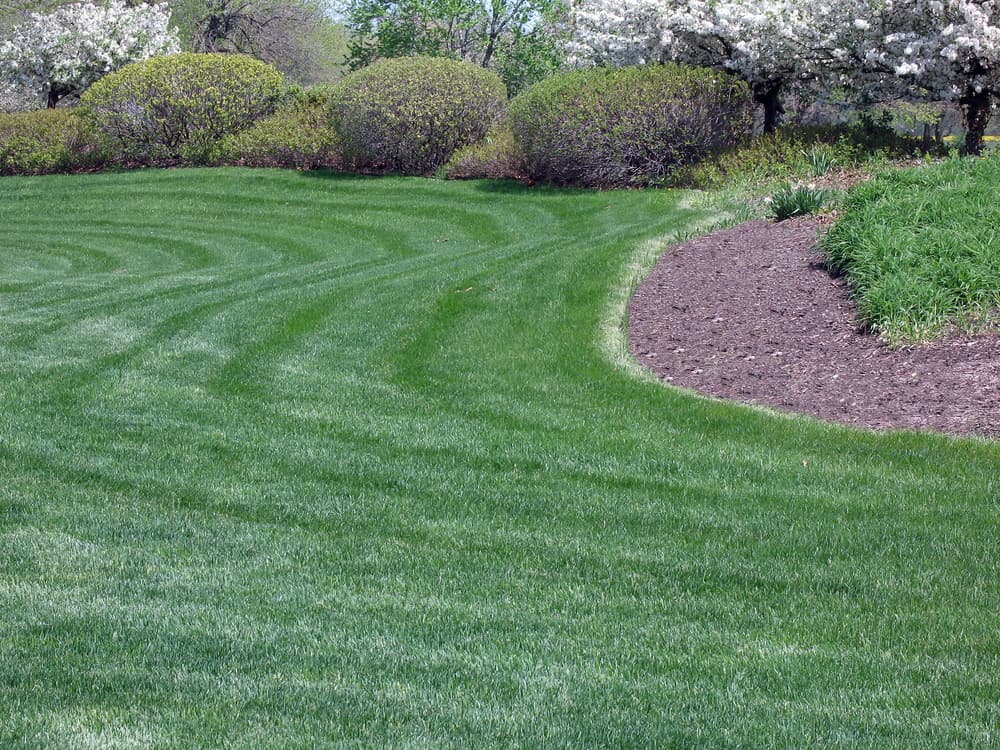 Scotts Green Max Lawn Food Vs Milorganite Is One Better Obsessed Lawn