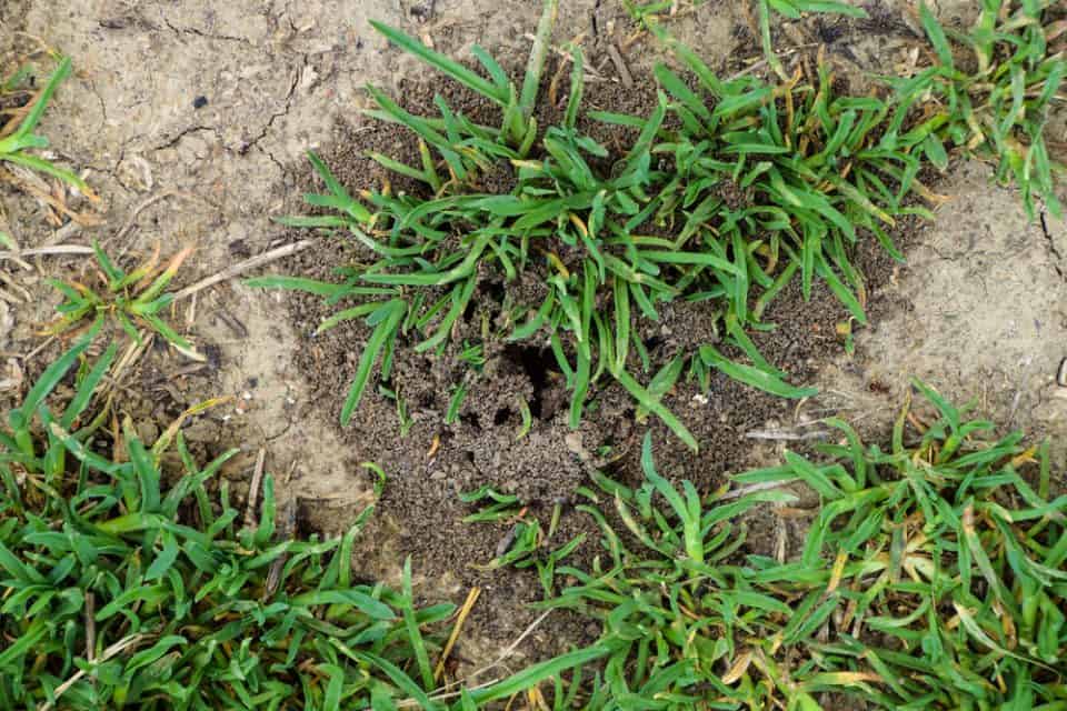 How To Loosen Hard Soil For Grass Seed Obsessed Lawn