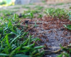 Do Ants Eat Grass Seed