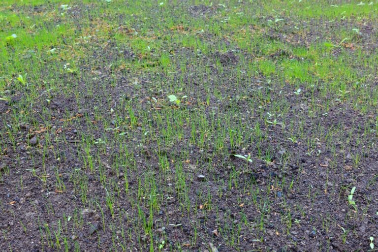 Can You Cover New Grass Seed With Grass Clippings? Obsessed Lawn