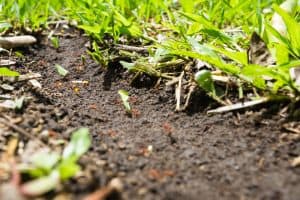 How To Treat Your Whole Yard For Ants