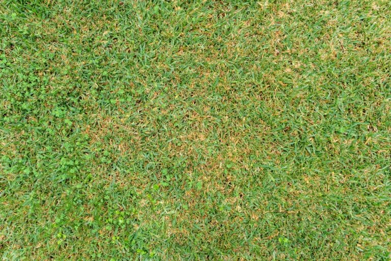 How To Thicken St Augustine Grass Obsessed Lawn