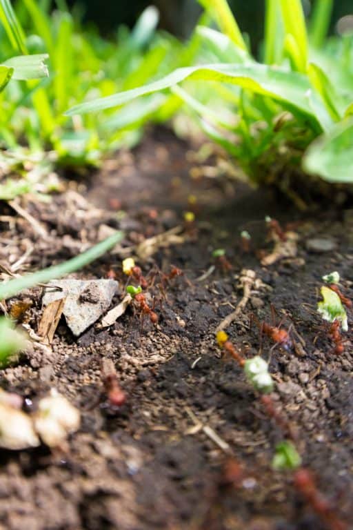 How To Treat Your Whole Yard For Ants Obsessed Lawn