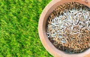 Can I Mow The Day After Overseeding