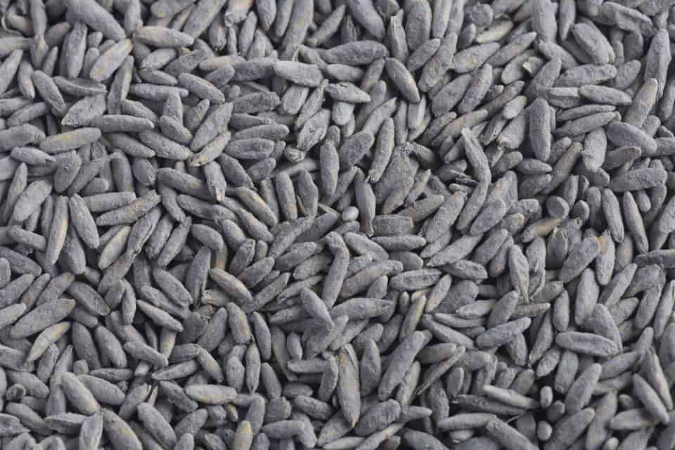 Kentucky 31 Tall Fescue Coated Vs Uncoated Which Is Better? Obsessed