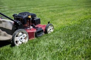 How Often To Cut Grass In The Summer
