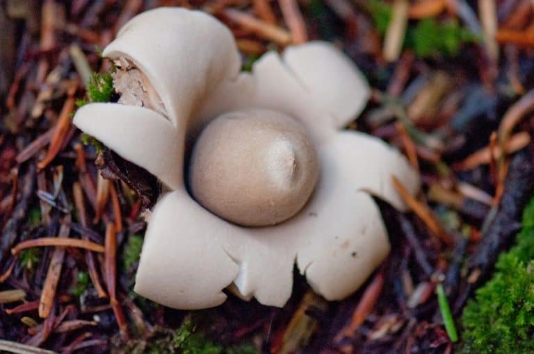 How To Get Rid Of Fungus In Mulch Obsessed Lawn