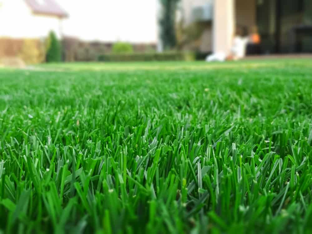 What Is The Best Ratio For Lawn Fertilizer? Obsessed Lawn