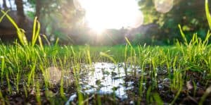 How Often Do I Need To Water New Grass Seed