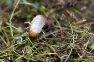 How To Treat Grub Damaged Lawn