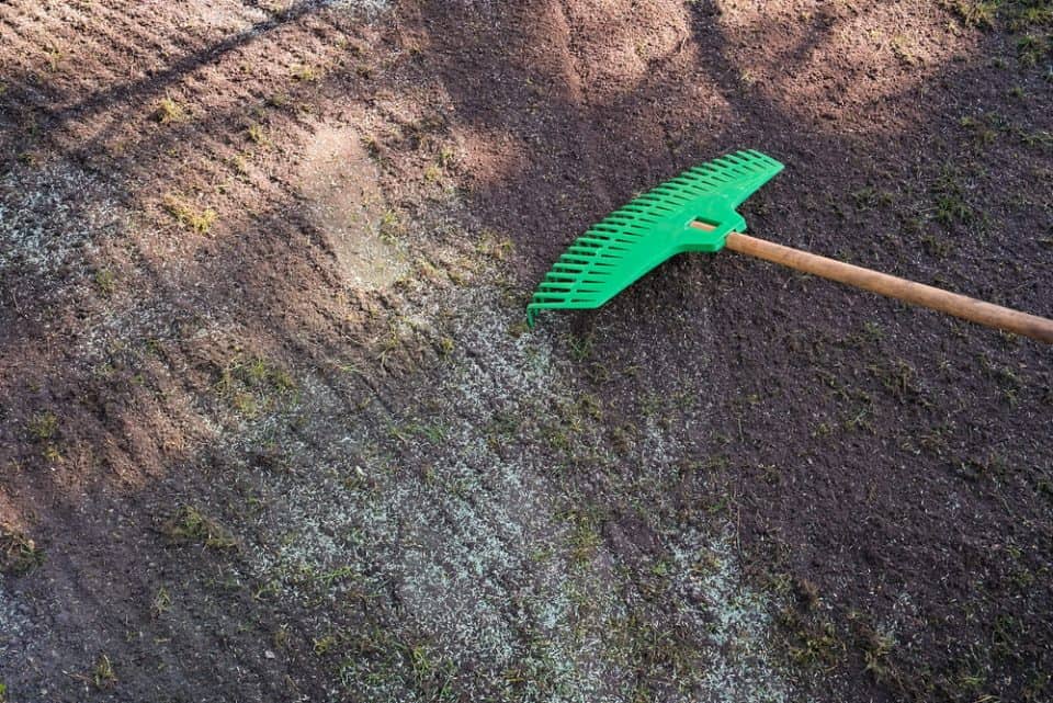 Do You Have To Rake In Grass Seed? Obsessed Lawn