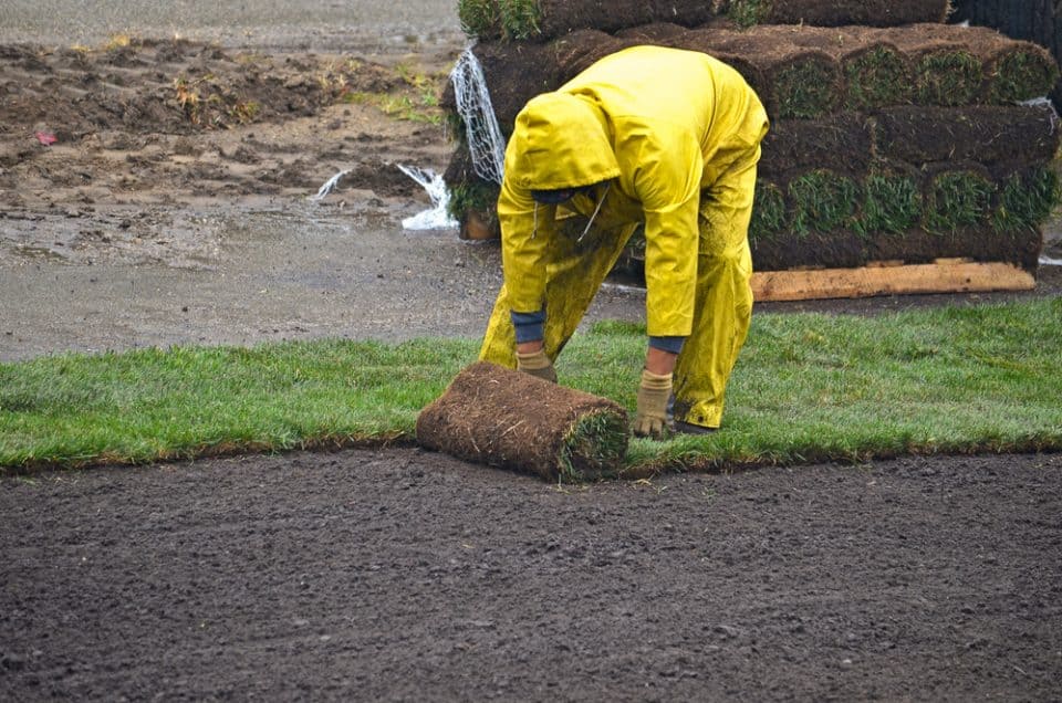 Can You Lay Sod In The Rain? Obsessed Lawn