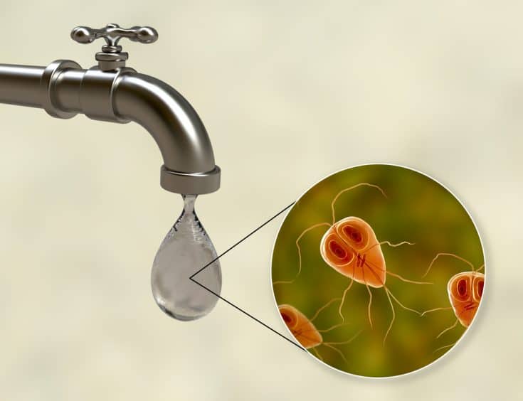 Say Goodbye To Giardia In Your Lawn Effective Ways To Kill It