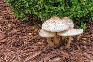 How To Keep Mushrooms From Growing In Mulch