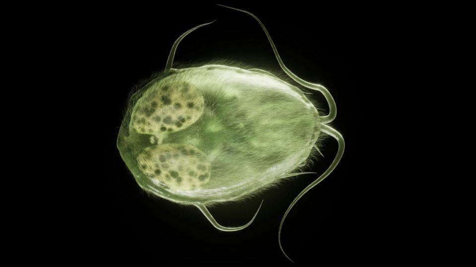 Say Goodbye To Giardia In Your Lawn Effective Ways To Kill It